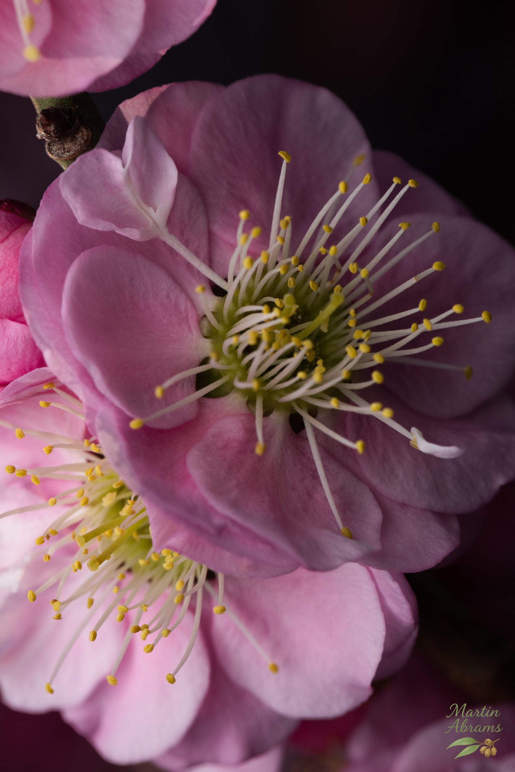 Two beautiful pink plum blossom with one also facing down